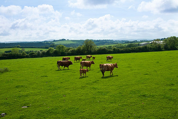 Beef Cattle Breeds - Limousin