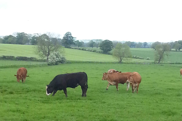 Do we sell Grass Fed Beef?