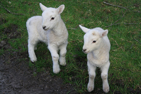 What is Lambing Season