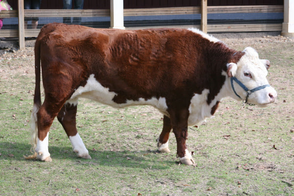 When is a Hereford not a Hereford?